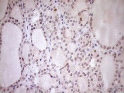 Invitrogen PARG Monoclonal Antibody (OTI6F4) 100 &mu;L; Unconjugated:Antibodies,