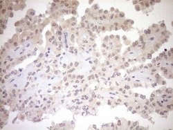 Invitrogen PARG Monoclonal Antibody (OTI6F4) 100 &mu;L; Unconjugated:Antibodies,
