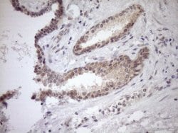Invitrogen PARG Monoclonal Antibody (OTI6F4) 100 &mu;L; Unconjugated:Antibodies,