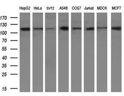 Invitrogen PARG Monoclonal Antibody (OTI6F4) 100 &mu;L; Unconjugated:Antibodies,