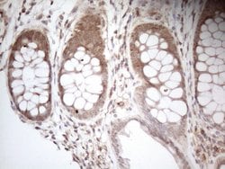 Invitrogen Aladin Monoclonal Antibody (OTI7H7) 100 &mu;L; Unconjugated:Antibodies,