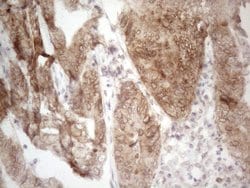 Invitrogen Aladin Monoclonal Antibody (OTI7H7) 100 &mu;L; Unconjugated:Antibodies,