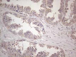 Invitrogen CNOT2 Monoclonal Antibody (OTI5A12) 100 &mu;L; Unconjugated:Antibodies,