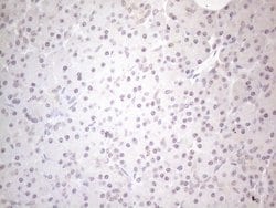 Invitrogen CNOT2 Monoclonal Antibody (OTI5A12) 100 &mu;L; Unconjugated:Antibodies,