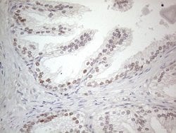 Invitrogen CNOT2 Monoclonal Antibody (OTI5A12) 100 &mu;L; Unconjugated:Antibodies,
