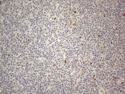 Invitrogen CNOT2 Monoclonal Antibody (OTI5A12) 100 &mu;L; Unconjugated:Antibodies,