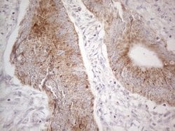 Invitrogen MRPL10 Monoclonal Antibody (OTI2B4) 100 &mu;L; Unconjugated:Antibodies,
