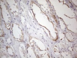 Invitrogen MRPL10 Monoclonal Antibody (OTI2B4) 100 &mu;L; Unconjugated:Antibodies,