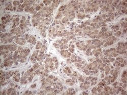 Invitrogen MRPL10 Monoclonal Antibody (OTI2B4) 100 &mu;L; Unconjugated:Antibodies,