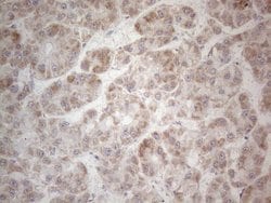Invitrogen MRPL10 Monoclonal Antibody (OTI2B4) 100 &mu;L; Unconjugated:Antibodies,