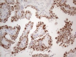Invitrogen MRPL10 Monoclonal Antibody (OTI2B4) 100 &mu;L; Unconjugated:Antibodies,