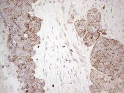 Invitrogen MRPL10 Monoclonal Antibody (OTI2B4) 100 &mu;L; Unconjugated:Antibodies,