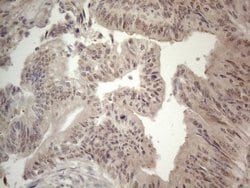 Invitrogen ZNF69 Monoclonal Antibody (OTI4A4) 100 &mu;L; Unconjugated:Antibodies,