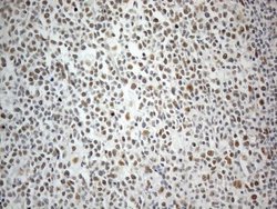 Invitrogen CWC27 Monoclonal Antibody (OTI4C8) 100 &mu;L; Unconjugated:Antibodies,