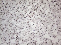 Invitrogen CWC27 Monoclonal Antibody (OTI4C8) 100 &mu;L; Unconjugated:Antibodies,