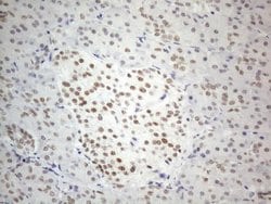 Invitrogen CWC27 Monoclonal Antibody (OTI4C8) 100 &mu;L; Unconjugated:Antibodies,