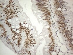 Invitrogen CWC27 Monoclonal Antibody (OTI4C8) 100 &mu;L; Unconjugated:Antibodies,