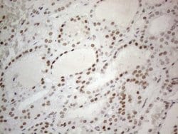 Invitrogen CWC27 Monoclonal Antibody (OTI4C8) 100 &mu;L; Unconjugated:Antibodies,
