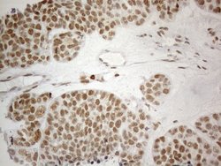Invitrogen CWC27 Monoclonal Antibody (OTI4C8) 100 &mu;L; Unconjugated:Antibodies,
