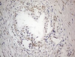 Invitrogen CWC27 Monoclonal Antibody (OTI4C8) 100 &mu;L; Unconjugated:Antibodies,