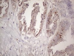Invitrogen CTDSP2 Monoclonal Antibody (OTI7F5) 100 &mu;L; Unconjugated:Antibodies,