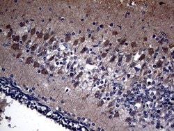 Invitrogen KAL1 Monoclonal Antibody (OTI5E10) 100 &mu;L; Unconjugated:Antibodies,