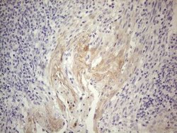 Invitrogen Gemin 2 Monoclonal Antibody (OTI4B3) 100 &mu;L; Unconjugated:Antibodies,