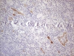 Invitrogen Gemin 2 Monoclonal Antibody (OTI4C11) 100 &mu;L; Unconjugated:Antibodies,