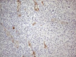 Invitrogen Gemin 2 Monoclonal Antibody (OTI4C11) 100 &mu;L; Unconjugated:Antibodies,
