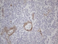 Invitrogen Gemin 2 Monoclonal Antibody (OTI4C11) 100 &mu;L; Unconjugated:Antibodies,