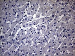 Invitrogen MAK Monoclonal Antibody (OTI1G2) 100 &mu;L; Unconjugated:Antibodies,