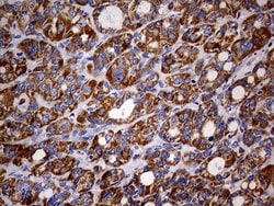 Invitrogen MAK Monoclonal Antibody (OTI1G2) 100 &mu;L; Unconjugated:Antibodies,