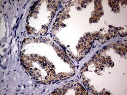 Invitrogen MAK Monoclonal Antibody (OTI1G2) 100 &mu;L; Unconjugated:Antibodies,