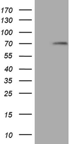Invitrogen MAK Monoclonal Antibody (OTI1G2) 100 &mu;L; Unconjugated:Antibodies,