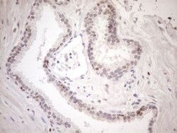 Invitrogen KCTD13 Monoclonal Antibody (OTI3B12) 100 &mu;L; Unconjugated:Antibodies,