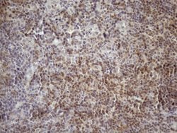 Invitrogen KCTD13 Monoclonal Antibody (OTI3B12) 100 &mu;L; Unconjugated:Antibodies,