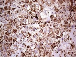 Invitrogen SHMT2 Monoclonal Antibody (OTI1E12) 100 &mu;L; Unconjugated:Antibodies,