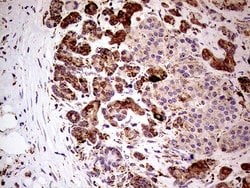 Invitrogen SHMT2 Monoclonal Antibody (OTI1E12) 100 &mu;L; Unconjugated:Antibodies,
