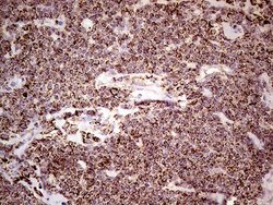 Invitrogen SHMT2 Monoclonal Antibody (OTI1E12) 100 &mu;L; Unconjugated:Antibodies,