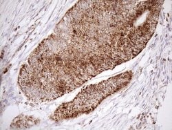 Invitrogen SHMT2 Monoclonal Antibody (OTI3E9) 100 &mu;L; Unconjugated:Antibodies,