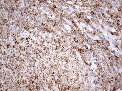Invitrogen SHMT2 Monoclonal Antibody (OTI3E9) 100 &mu;L; Unconjugated:Antibodies,