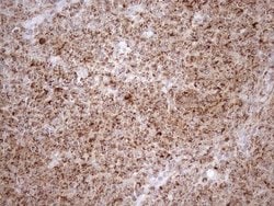 Invitrogen SHMT2 Monoclonal Antibody (OTI3E9) 100 &mu;L; Unconjugated:Antibodies,