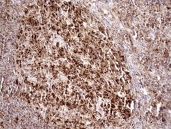 Invitrogen SHMT2 Monoclonal Antibody (OTI3E9) 100 &mu;L; Unconjugated:Antibodies,