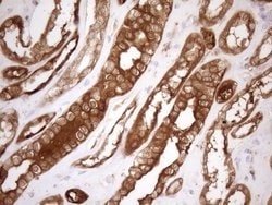 Invitrogen SHMT2 Monoclonal Antibody (OTI3E9) 100 &mu;L; Unconjugated:Antibodies,