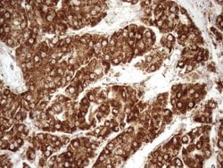 Invitrogen SHMT2 Monoclonal Antibody (OTI3E9) 100 &mu;L; Unconjugated:Antibodies,