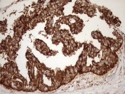 Invitrogen SHMT2 Monoclonal Antibody (OTI3E9) 100 &mu;L; Unconjugated:Antibodies,