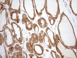 Invitrogen SHMT2 Monoclonal Antibody (OTI3E9) 100 &mu;L; Unconjugated:Antibodies,