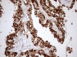 Invitrogen SHMT2 Monoclonal Antibody (OTI3E9) 100 &mu;L; Unconjugated:Antibodies,