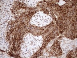 Invitrogen SHMT2 Monoclonal Antibody (OTI3E9) 100 &mu;L; Unconjugated:Antibodies,
