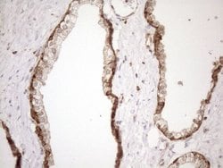 Invitrogen SHMT2 Monoclonal Antibody (OTI3E9) 100 &mu;L; Unconjugated:Antibodies,